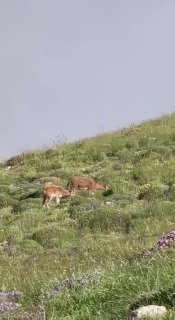 Никол Пашинян заснял горных козлов на склонах Хуступа в Ширакской области
