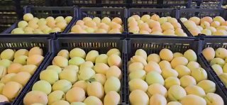 Армянские абрикосы в Европу: из Артика стартует экспорт через Польшу