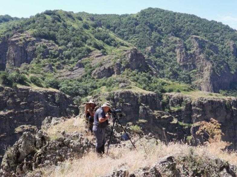Перепись безоаровых коз провели в заповедниках Армении