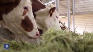 Артик: новые меры господдержки скотоводов — компенсации и кредиты под 0%